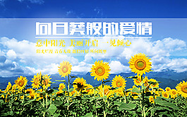 向日葵
