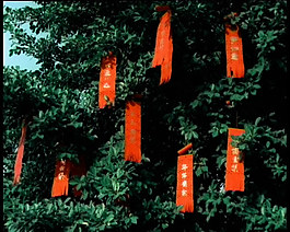 節(jié)日喜慶樹視頻素材