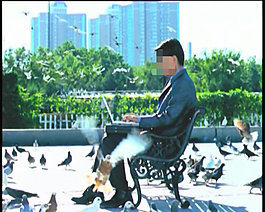 群鴿視頻素材