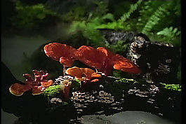 自然美景(蘑菇)視頻素材