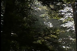 自然美景視頻素材