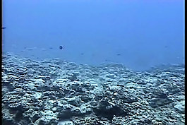 水下風(fēng)景視頻素材