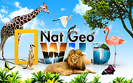 動物海報(bào)圖片