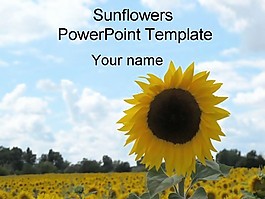 免費的向日葵模板