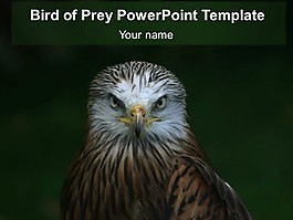 獵物的PowerPoint模板的鳥