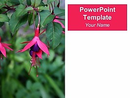 紫紅色的PowerPoint模板