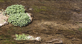 清澈流水