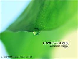荷葉露珠ppt模板