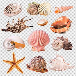 海星海螺貝殼psd分層素材