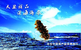 海参图片