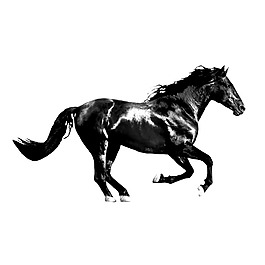 奔跑的馬
