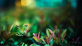 绿色草地背景