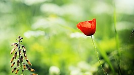 红色小花点缀背景