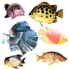 PSD多種魚類分層圖