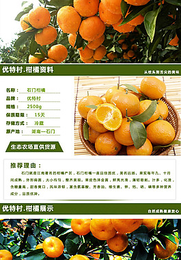 湖南湘西柑橘詳情