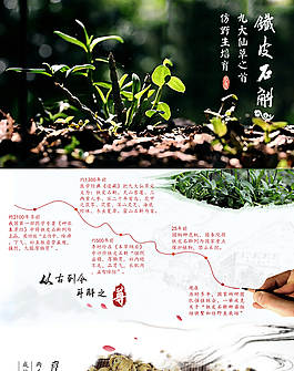 鐵皮石斛