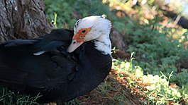 鳥類視頻素材