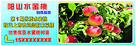 水蜜桃