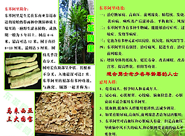 東革阿里折頁(yè)圖片
