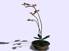 植物精品模型圖片