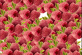 桑椹