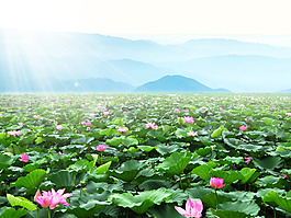 陽(yáng)光荷塘