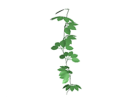 藤條植物3D模型圖片