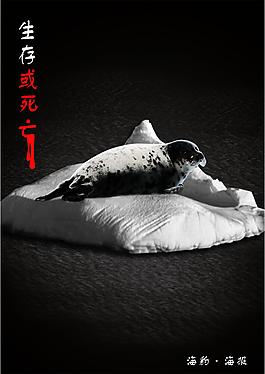 海豹海報(bào)