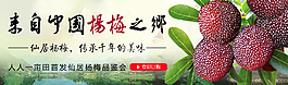 杨梅banner