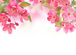 海棠花背景圖