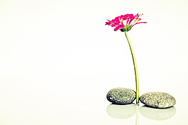 鵝卵石鮮花背景圖片