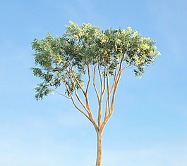 白菜榆樹(shù)3d模型