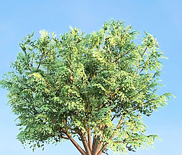 白菜榆樹(shù)3d模型下載