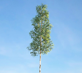 榆樹3d模型下載