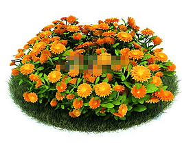 園藝花草金盞菊又名金盞花3d模型下載