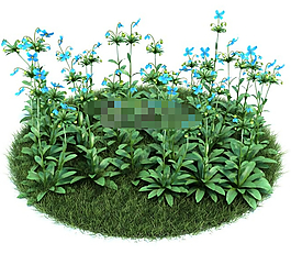 園林植物綠絨蒿3d模型下載