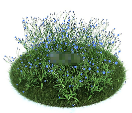 園林植物矢車菊3d模型下載