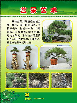 盆景艺术