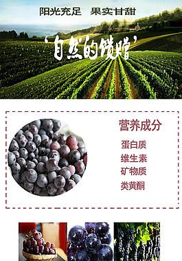 水果葡萄淘寶設(shè)計(jì)
