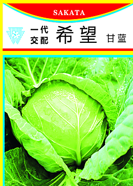 甘藍(lán)種子圖片