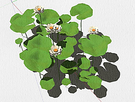 荷花圖片