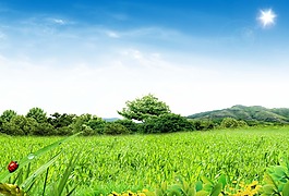 藍(lán)天白云花草