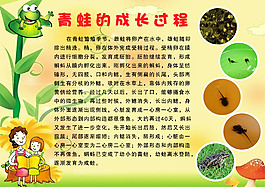 动物小报