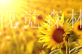 向日葵圖片