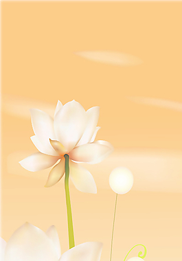 夢幻花圖片