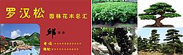 羅漢松園林花木總匯