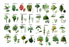 手绘植物图片