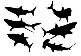 鯊魚設(shè)計圖