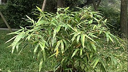 竹子綠色圖片