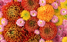 花素材